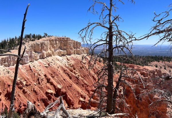 Your Guide to Rainbow Point, Yovimpa Point, and the Bristlecone Loop in Bryce Canyon National Park