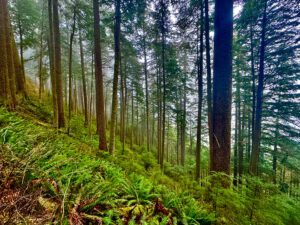 Neahkahnie Mountain Manzanita, Oregon