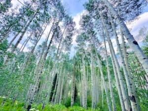 Aspen Sanctuary